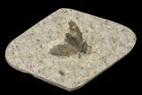 Fossil March Fly (Plecia) - Green River Formation #154507-1